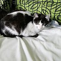 Koty do adopcji #adopcja #adopcje #Gliwice #kocięta #kot #kotki #koty #pomoc #przygarnę #schronisko #zaadoptuję #zwierzęta