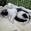 Koty do adopcji #adopcja #adopcje #Gliwice #kocięta #kot #kotki #koty #pomoc #przygarnę #schronisko #zaadoptuję #zwierzęta
