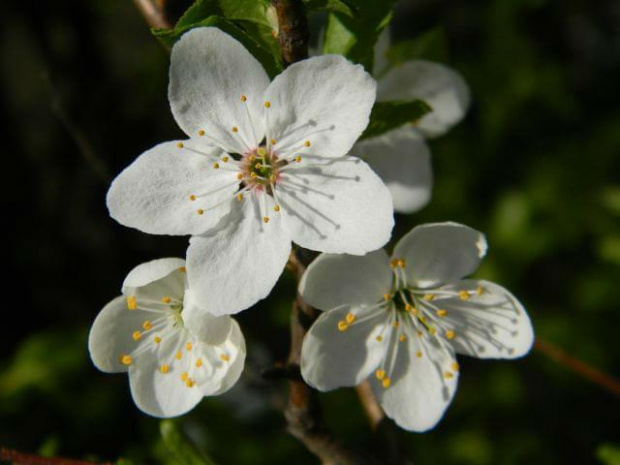 wiosennie #kwiaty #przyroda #wiosna