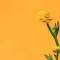 żółto żółciutko #flora #jaskier #kwiat #makro #żółty