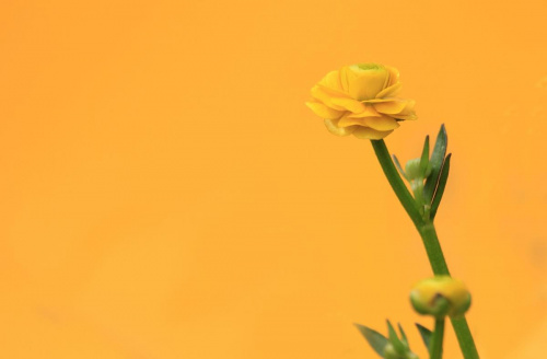 żółto żółciutko #flora #jaskier #kwiat #makro #żółty