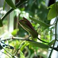 passiflora cuprea