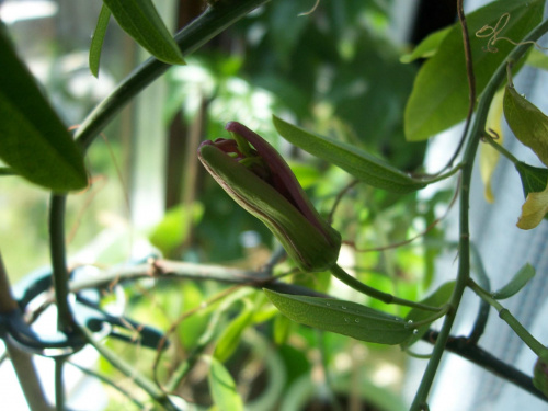 passiflora cuprea