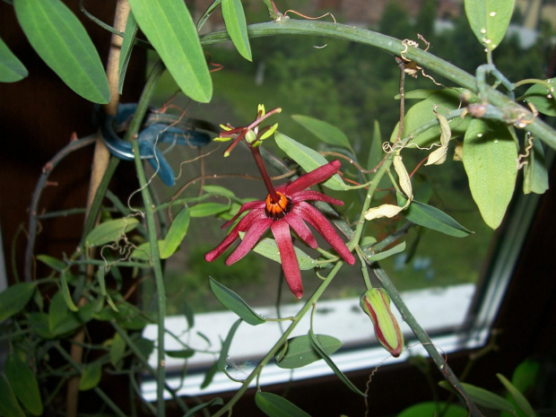 passiflora cuprea