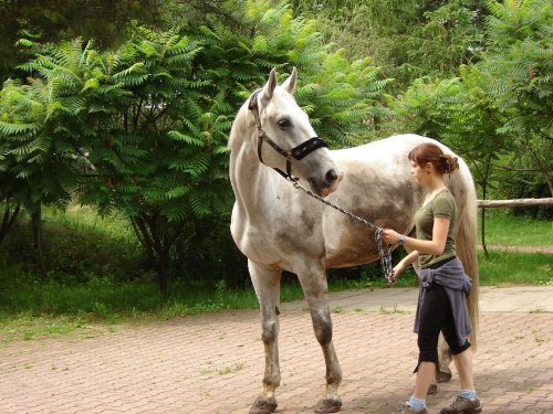 Ależ on piękny :) #konie