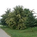 Jedna z kwitnących lip #Drzewa