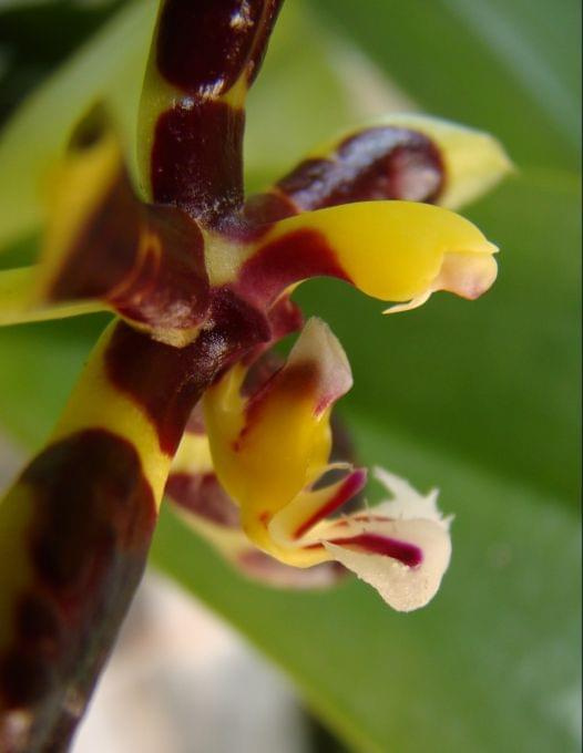 Phalaenopsis mannii 'black