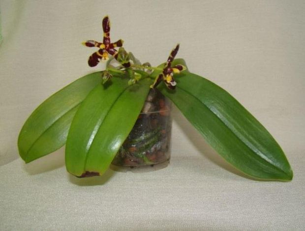 Phalaenopsis mannii 'black'