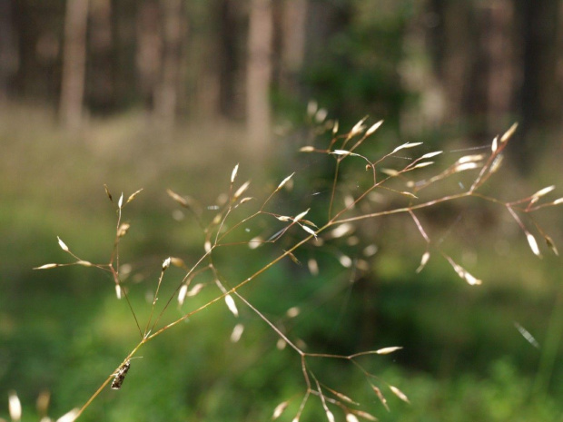 #las #ŻyjątkaLeśne #rośliny