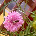 #owady #pszczoły