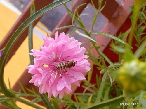 #owady #pszczoły