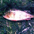 perch