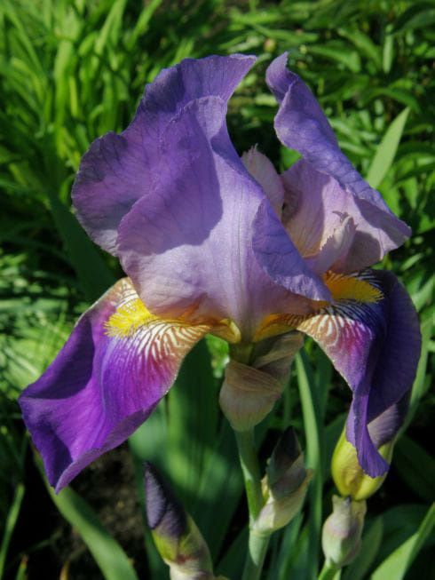 #iris