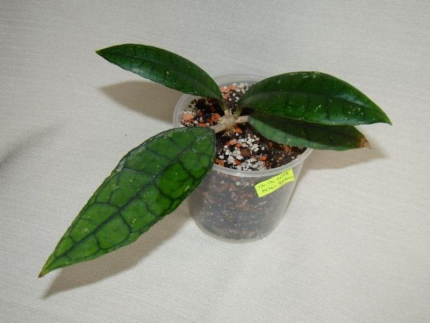 Hoya finlaysonii