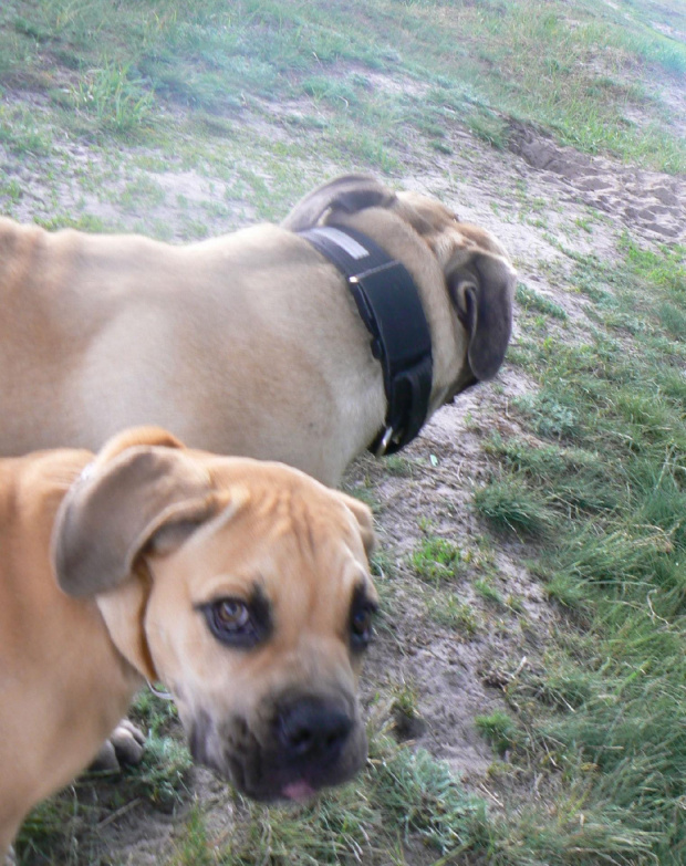 boerboel Gdańsk Shek Xantiland Charon Ballotada #boerboel