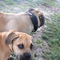 boerboel Gdańsk Shek Xantiland Charon Ballotada #boerboel