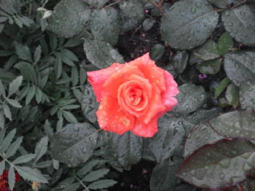Róża #kwiaty