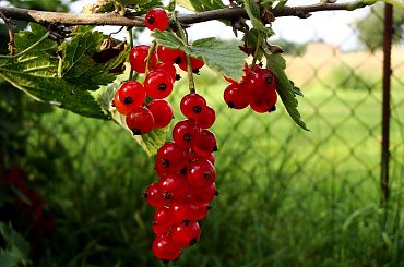 czerwone koraliki #owoce #ogród #porzeczka