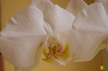 #storczyk #kwiat #ściana #żółty #biały #rasta