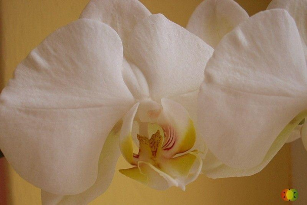 #storczyk #kwiat #ściana #żółty #biały #rasta