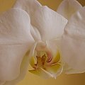 #storczyk #kwiat #ściana #żółty #biały #rasta