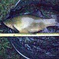tench