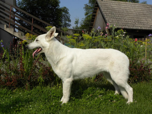 BAISHA Domi Pearl biały owczarek szwajcarski