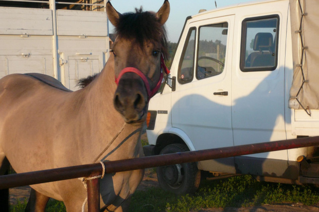 Wałach Haflinger schleich made in germany #SochaczewTargPiekłoNaZiemi