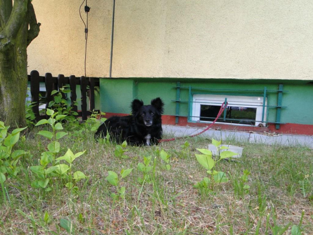 pies przywiązany do okienka piwnicznego #Knurów #pies #poszukiwany #zgubiono