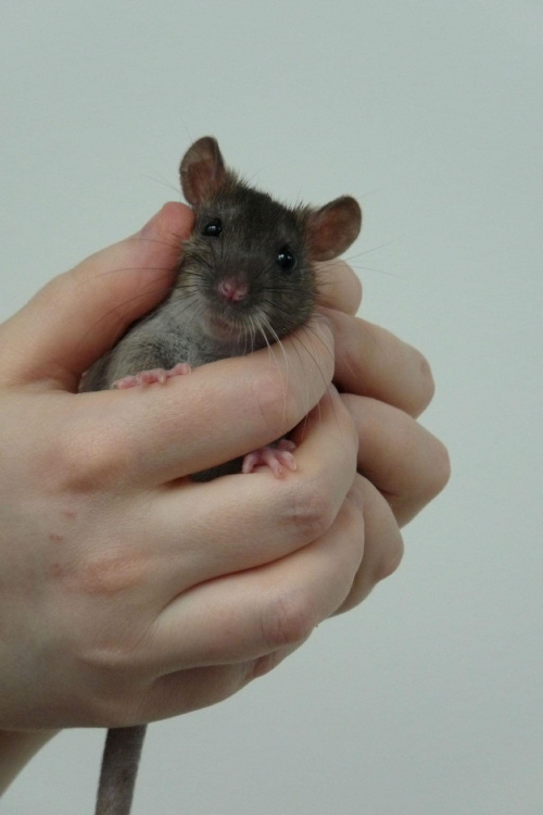 szczury z Łodzi #rat #rats #szczur #szczury