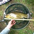 tench