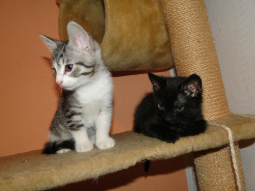 Koty do adopcji #koty #kot #adopcje #adoptuję #przygarnę #Gliwice #schronisko #zaadoptuję #szukam