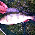 perch 30cm