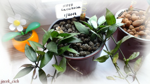 Hoya w hydroponice