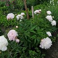 Shirley Temple #kwiaty