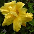 Hemerocallis x hybrida 'Double River Wye' (Liliowiec ogrodowy)