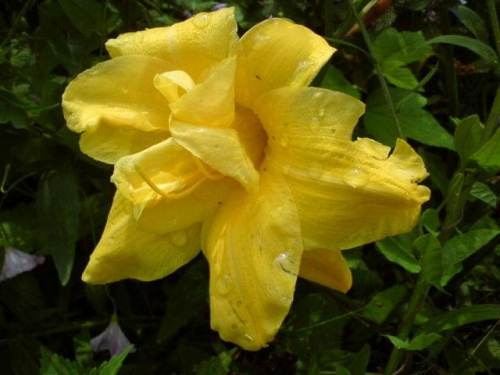 Hemerocallis x hybrida 'Double River Wye' (Liliowiec ogrodowy)