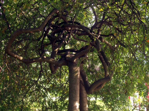 związane drzewa jarzębiny #drzewo #jarzębina #park #skwer