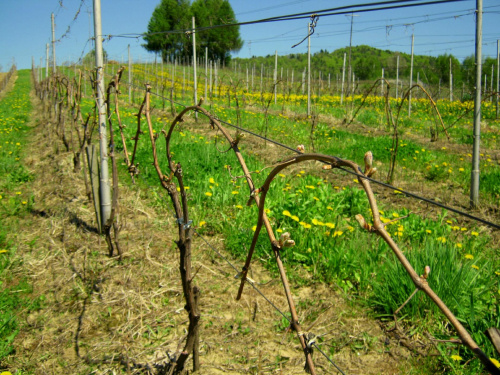 winnica dolina sanu, www.winnica-dolinasanu.pl wiosna 2012 #WinnicaDolinaSanu