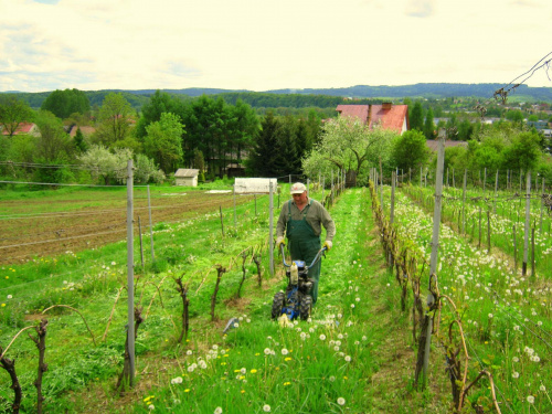 winnica dolina sanu, www.winnica-dolinasanu.pl wiosna na winnicy #WinnicaDolinaSanu