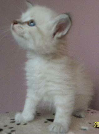 Tu podaj tekst alternatywny