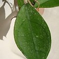 Hoya sp. EPC-392