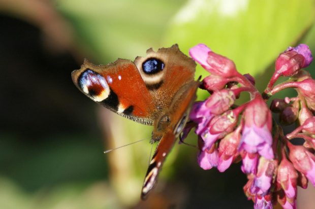 Motyl....