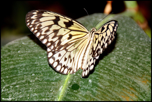 Motylki z poznańskiej motylarni