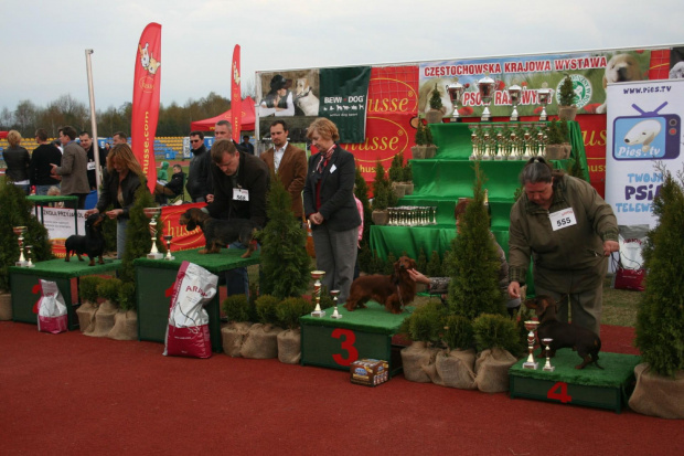 Częstochowska wystawa psów myśliwskich 2012