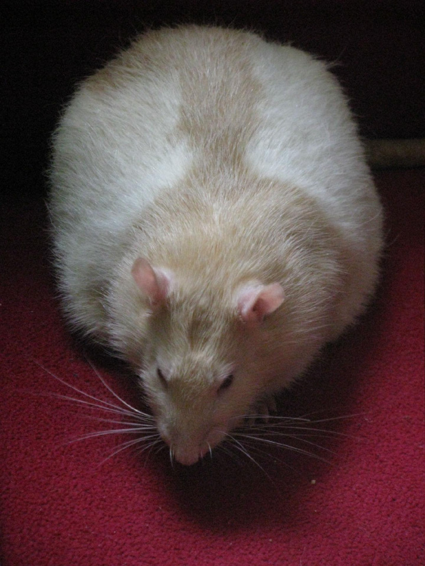 Firefox olał łączenie i kolegów :)