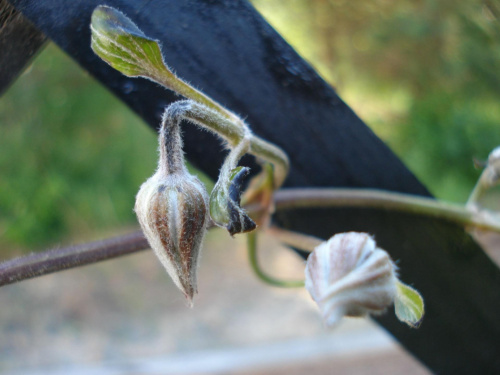 clematis