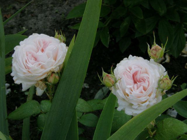 Abraham dArby #kwiaty #róże