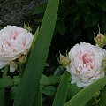 Abraham dArby #kwiaty #róże