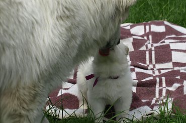 #BiałyOwczarekSzwajcarski #BiałeOwczarkiSzwajcarskie #OwczarekDługowłosy #BiałyOwczarek #HodowlaFCI #ZChatyLeona #StareSiołkowice #GminaPopielów